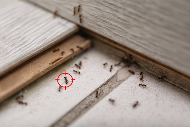 Best Cockroach Control Services  in Marshall, MI