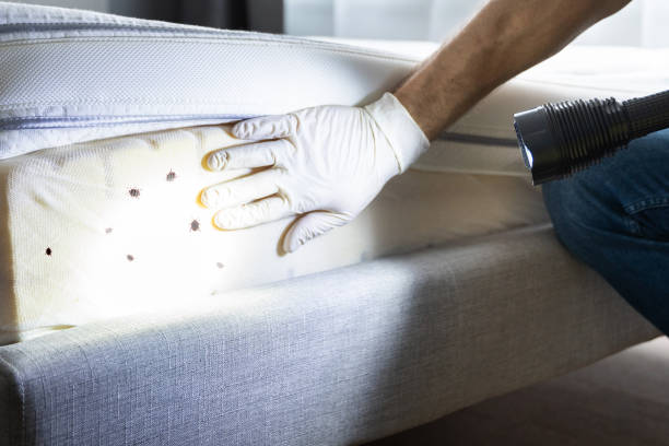 Best Ant Control Services  in Marshall, MI