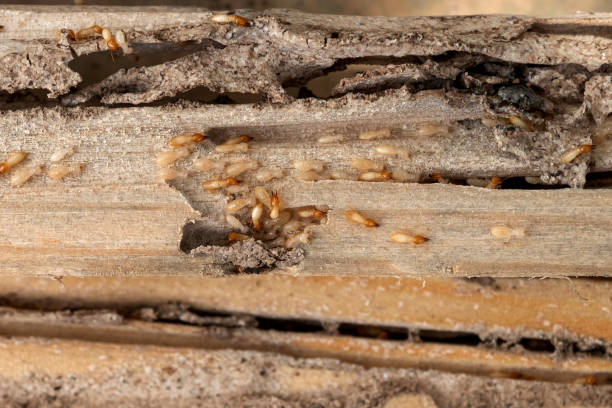 Trusted Marshall, MI Pest Control Experts