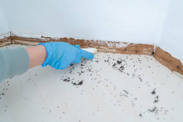 Best Flea Control Services  in Marshall, MI